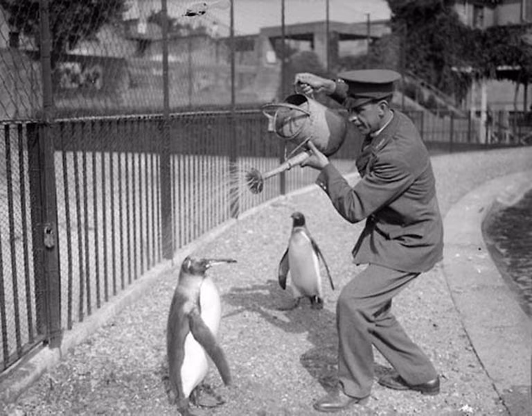 Penguen Duşu