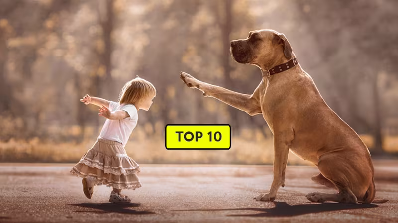 Çocuklarla En İyi Anlaşan Köpek Irkları