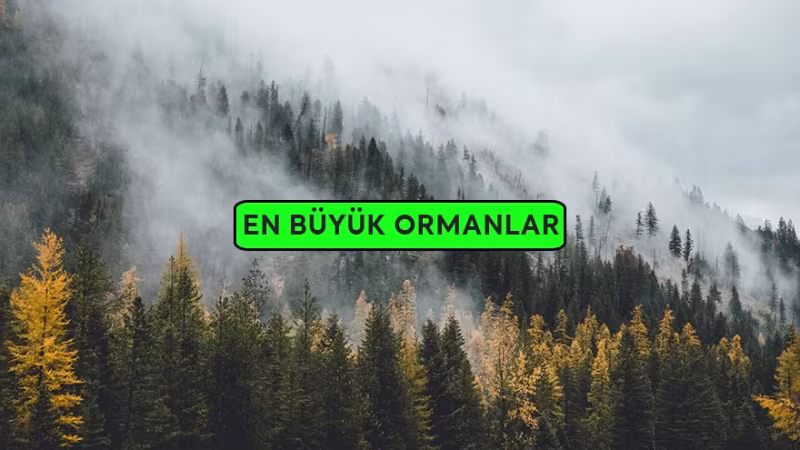 Dünyanın En Büyük Ormanları