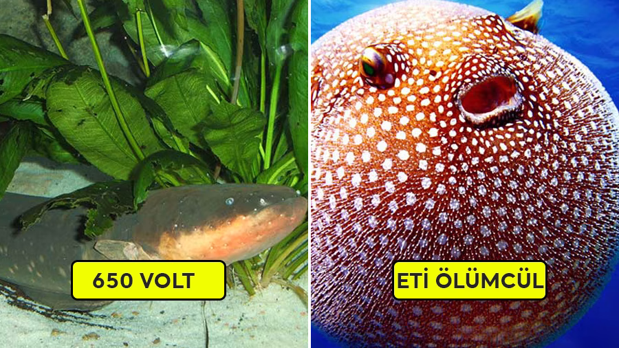 Dünyanın En Ölümcül 10 Balığı