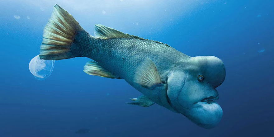 En Korkutucu Görünüşe Sahip 10 Balık