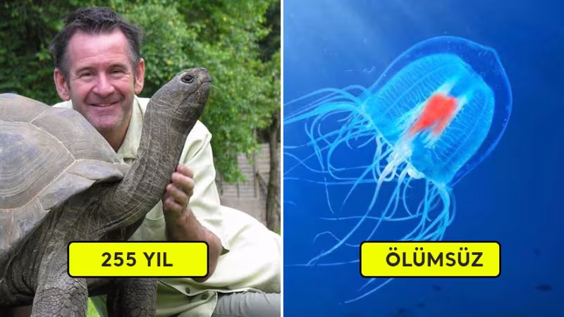 En Uzun Süre Yaşayan Hayvanlar