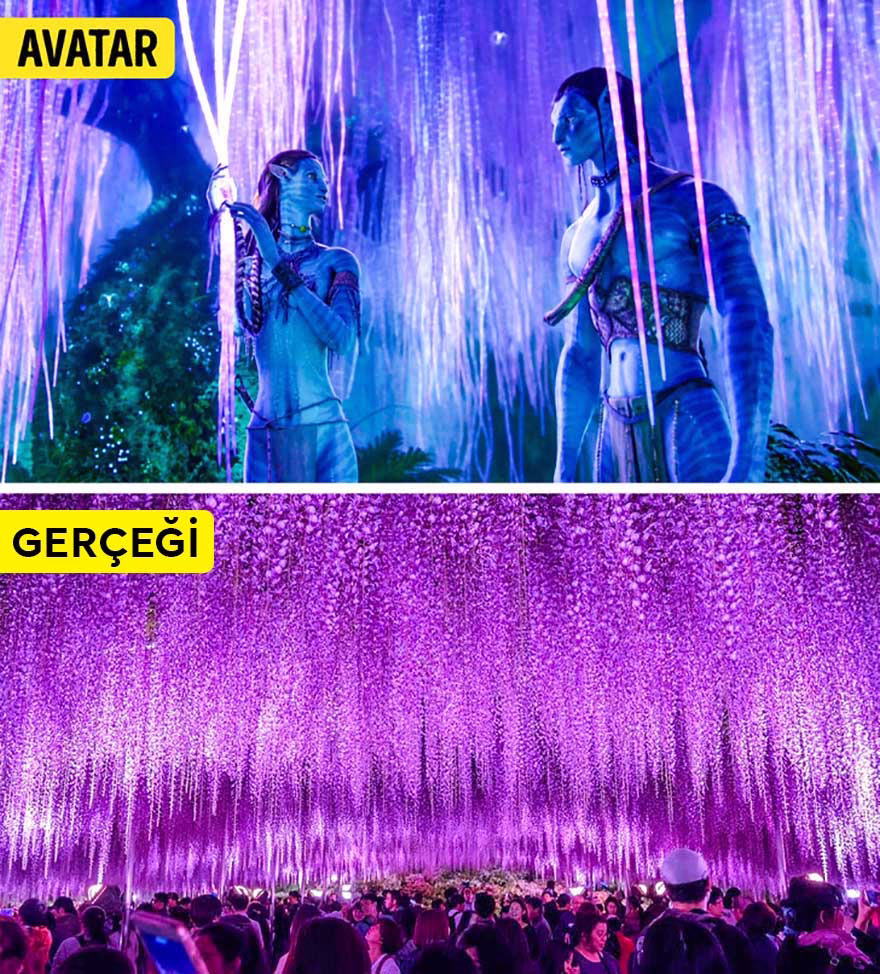 Avatar'daki Aşk Ağacı