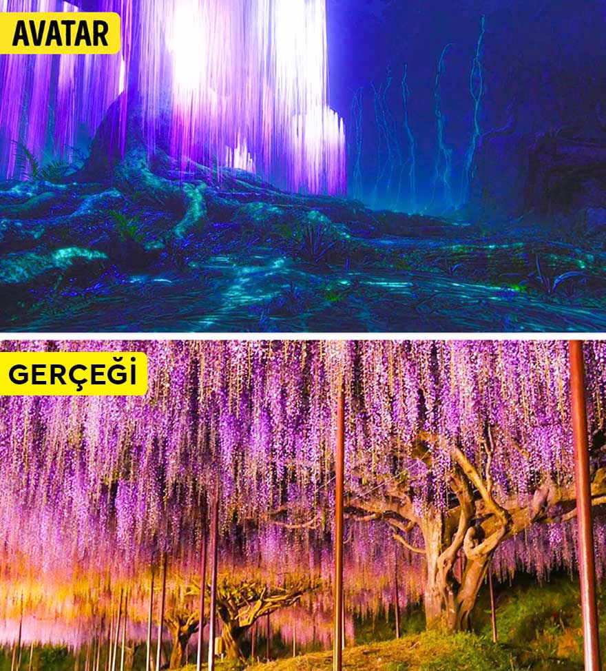 Ashikaga