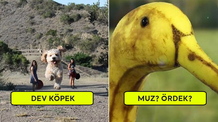 İlk Bakışta Anlaşılması Güç 30 Fotoğraf