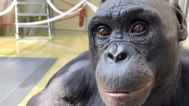 Bonobo Kanzi ve Hayal Gücü: İnsan Harici Zekanın Sınırları