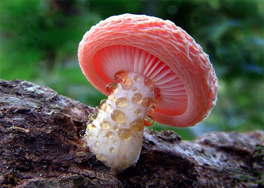 Mantarlarin Mistik Ve Gizemli Dunyasina Yolculuk 04