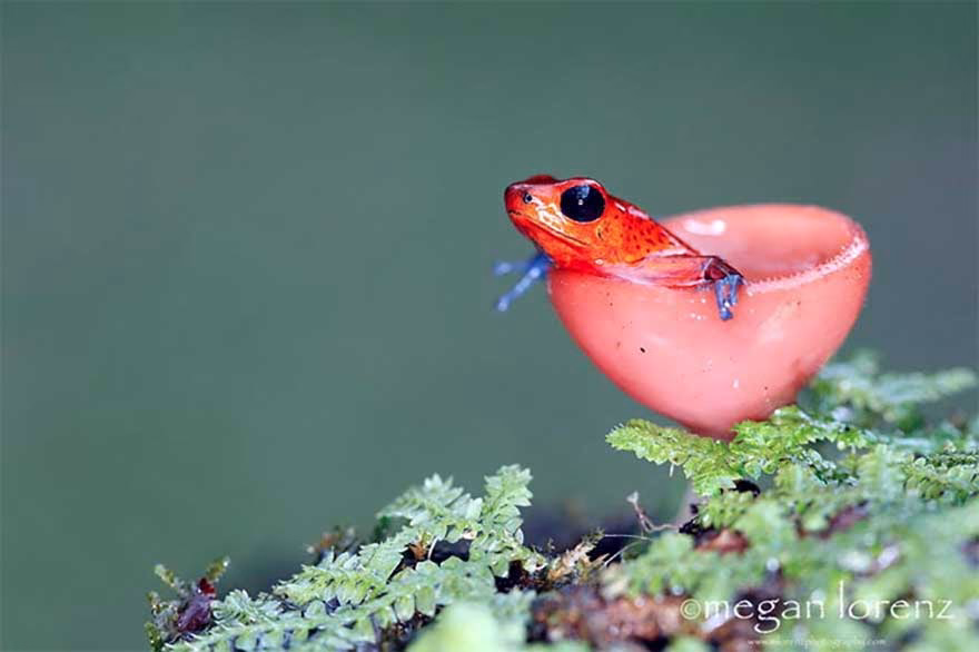 Mantarlarin Mistik Ve Gizemli Dunyasina Yolculuk 11