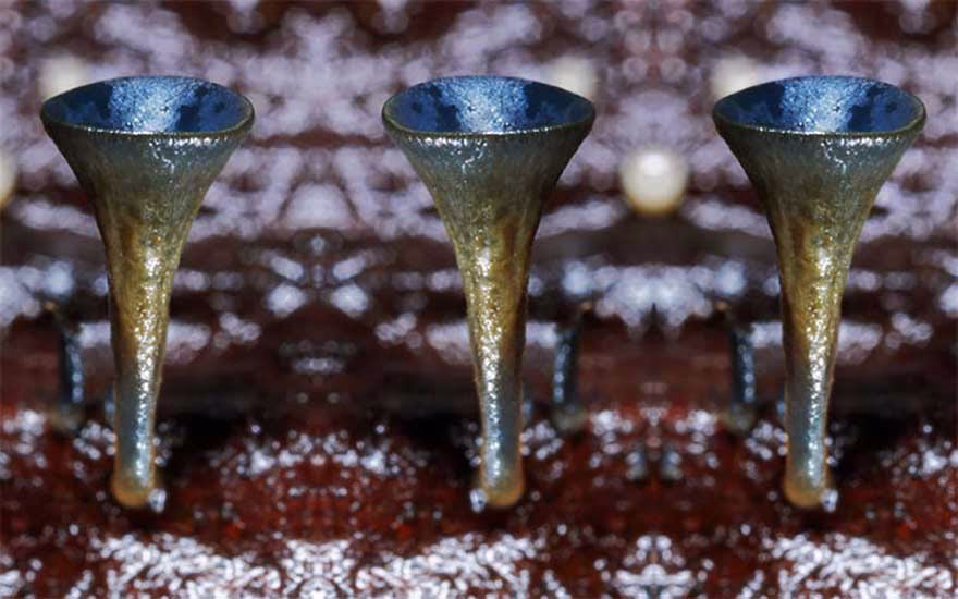 Mantarlarin Mistik Ve Gizemli Dunyasina Yolculuk 28
