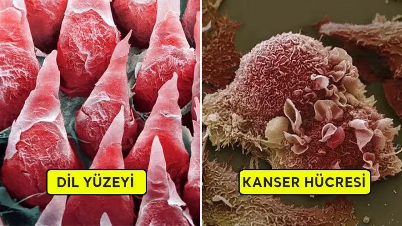 Organlarımız Mikroskop Altında Nasıl Görünüyor?