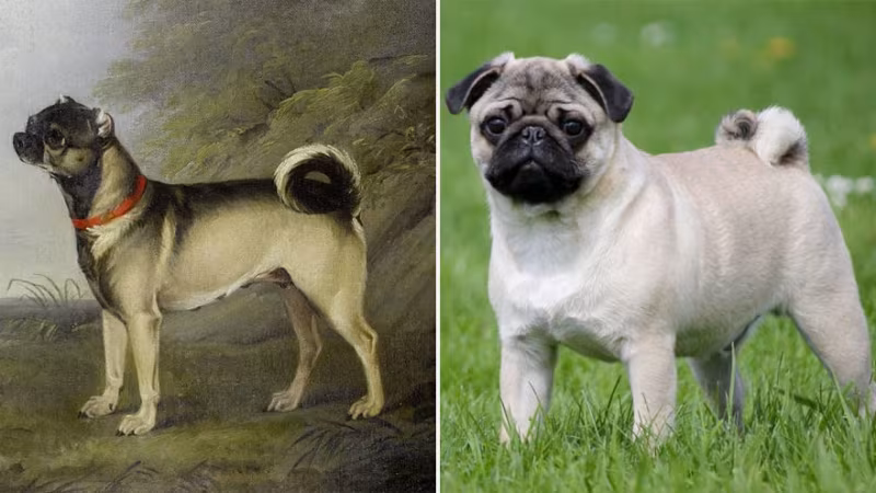 Popüler Köpek Irklarının Zaman İçindeki Değişimi