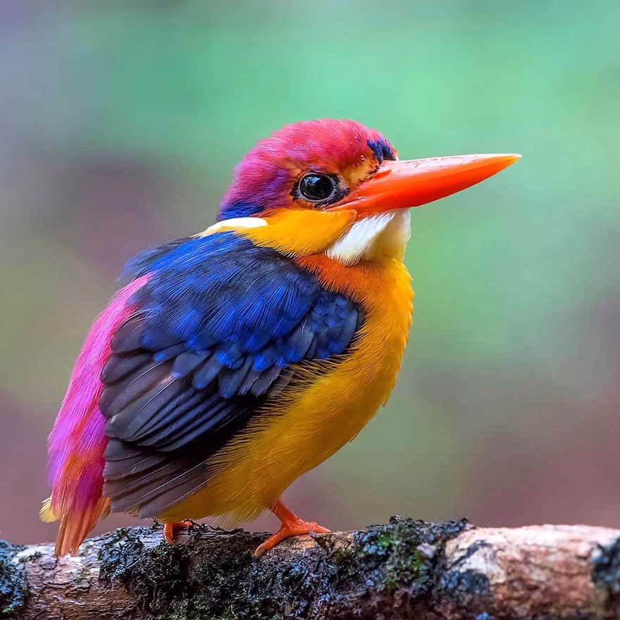Üç Parmaklı Kingfisher (Oriental Dwarf Kingfisher) 