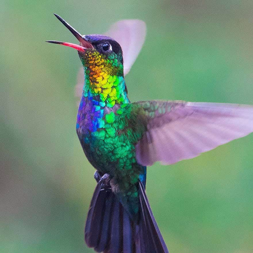 Ateş Boğazlı Sinek Kuşu (Fiery-throated Hummingbird)