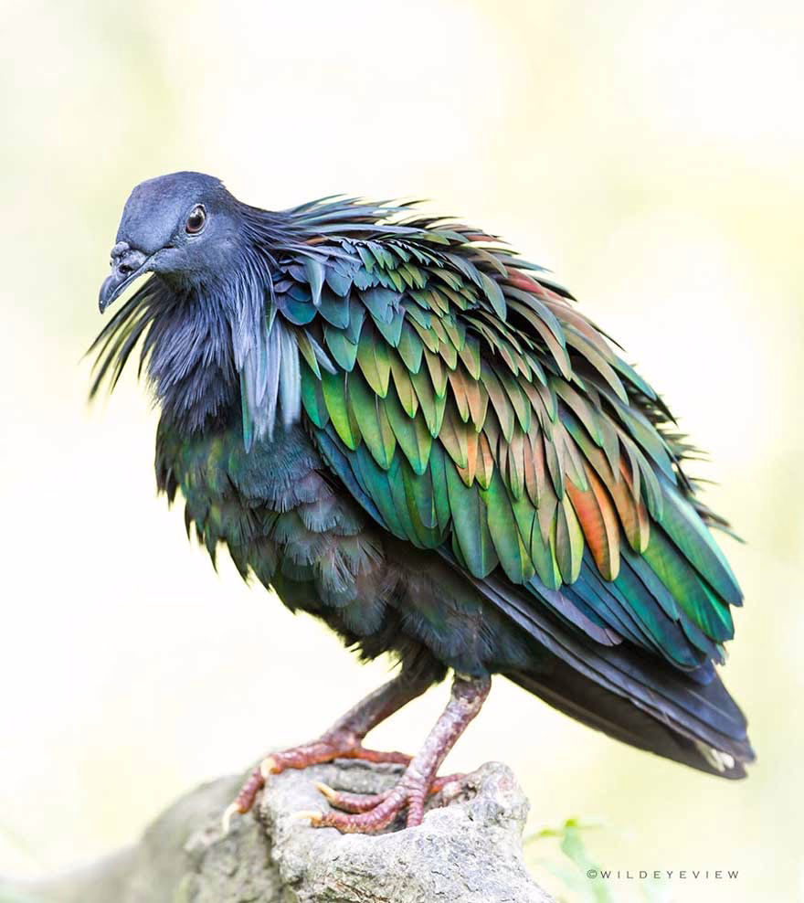 Nicobar Güvercini (Nicobar Pigeon)