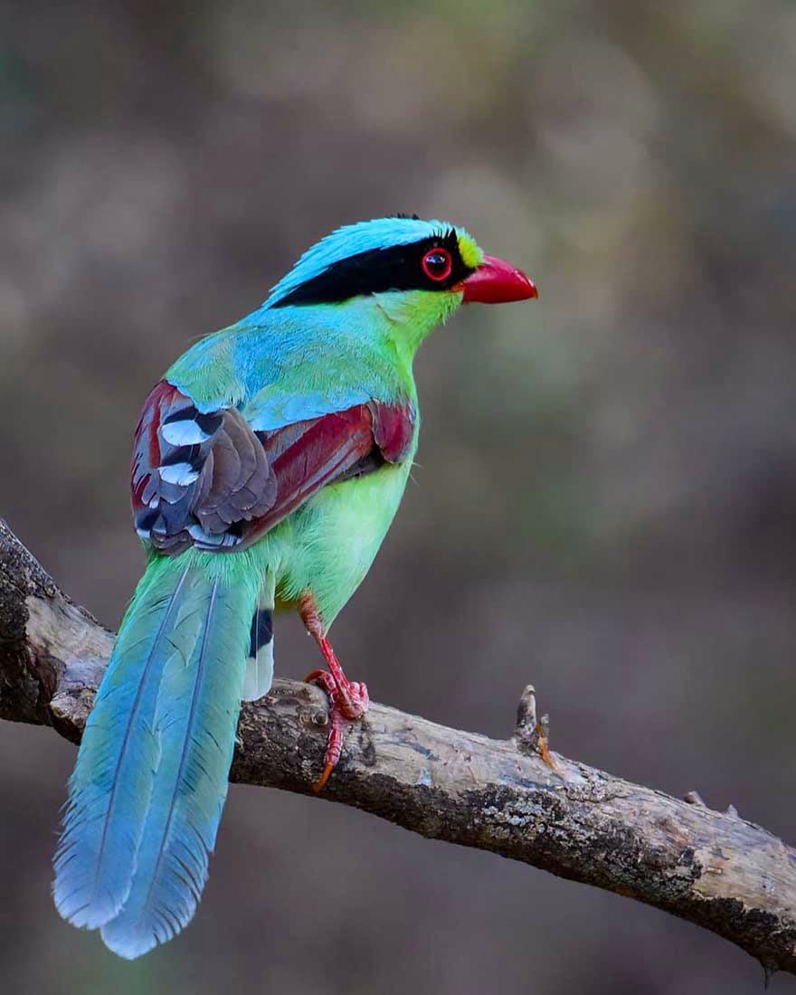 Yaygın Yeşil Saksağan (Common Green Magpie)