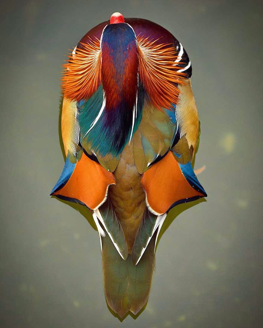 Mandalina Ördeği (Mandarin Duck)