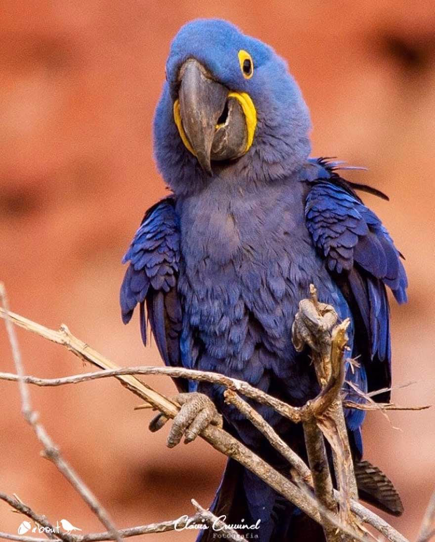 Sümbül Ara (Hyacinth Macaw)
