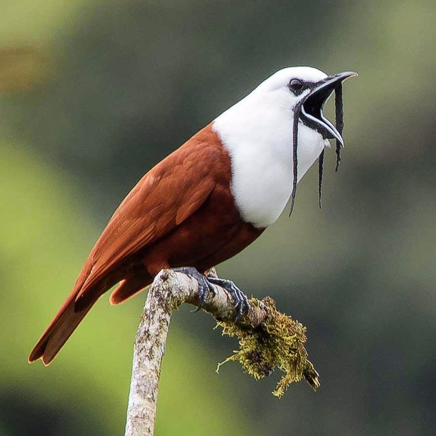 Üç Gerdanlı Bellbird (Three-wattled Bellbird)