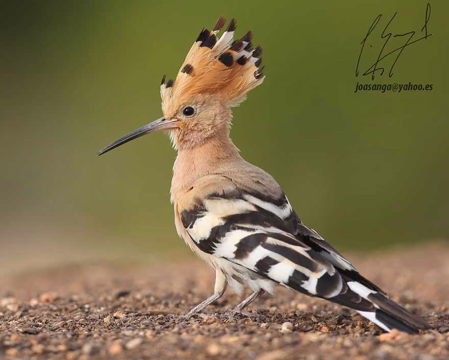 Çavuşkuşu (Hoopoe)