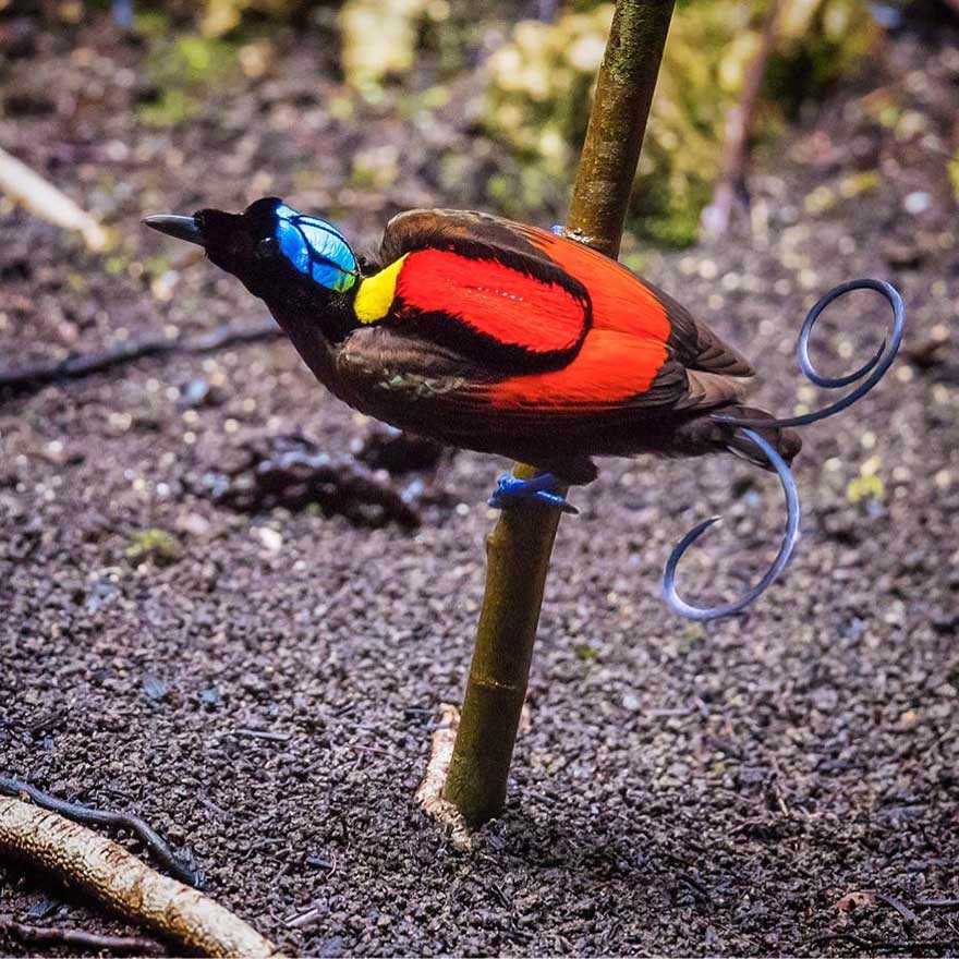 Winson Cennet Kuşu (Wilson’s bird-of-paradise)