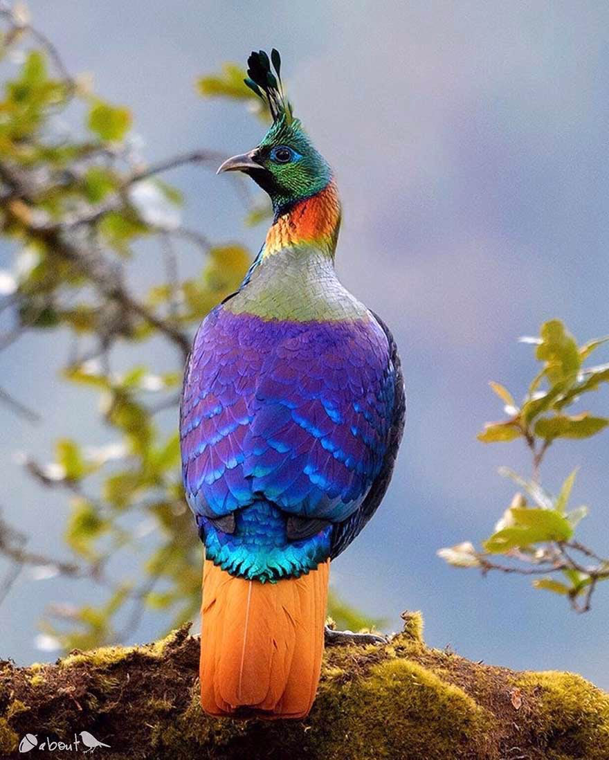 Parlak Tavuk (Himalayan Monal)