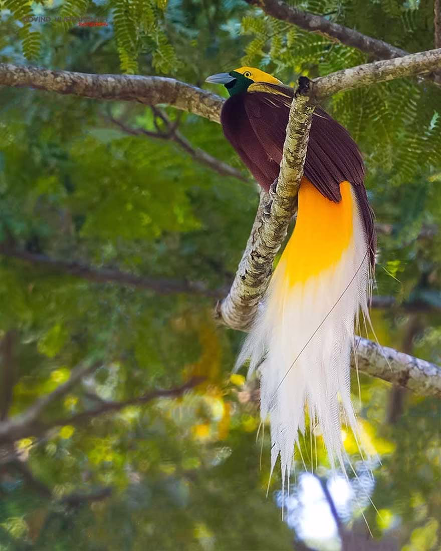 Daha Küçük Cennet Kuşu (Lesser bird-of-paradise)