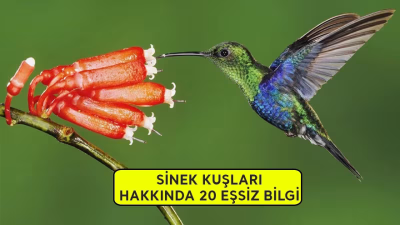 Sinek Kuşları Hakkında 20 Eşsiz Bilgi