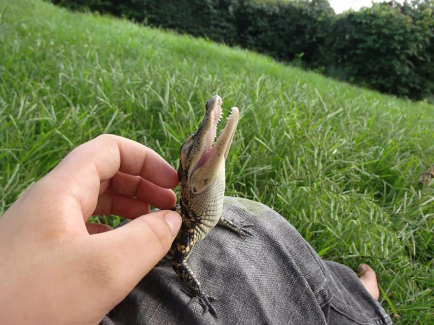 Vahsi Bebek Hayvanlar 04