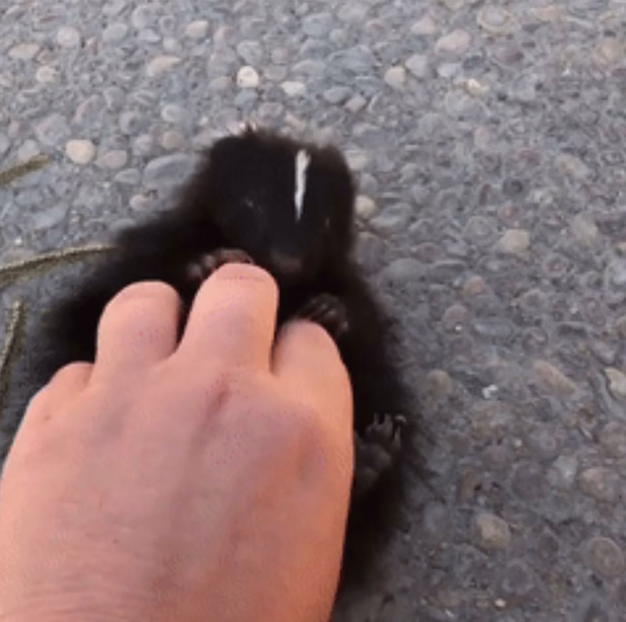 Vahsi Bebek Hayvanlar 12