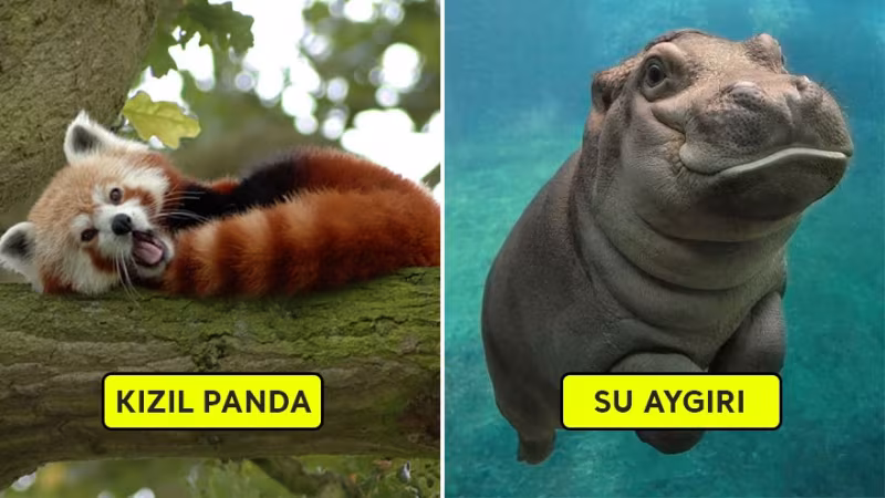 Oldukça Sevimli 22 Bebek Hayvan