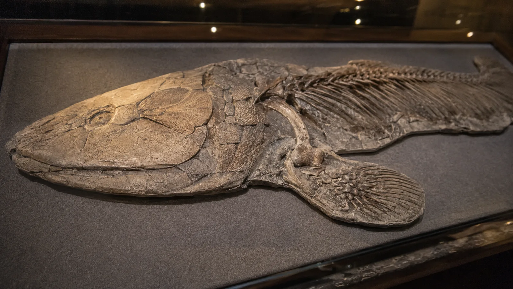 Tiktaalik fosilinin balık yüzgeci içindeki bilek kemiği yapısını gösteren paleontoloji müzesi sergi vitrini