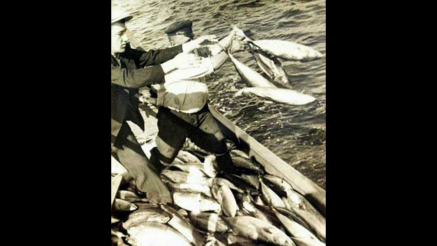 Tuttukları balıkların fazlasını denize atan balıkçılar