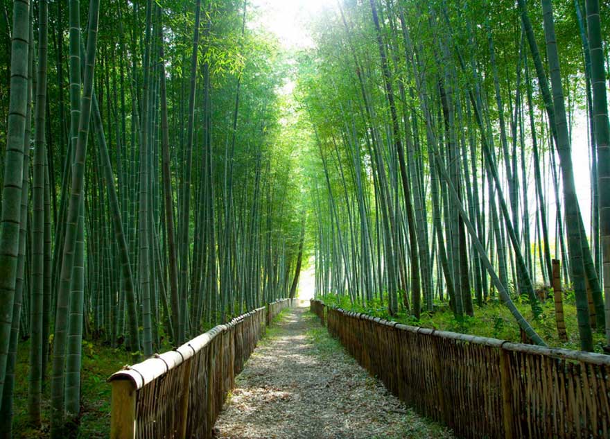 Bambu Ormanı, Japonya